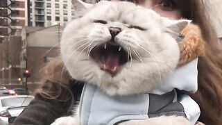 BRITISH CAT ADORABLE !!!! ❤️❤️❤️