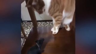 Funniest Cat Videos ! (Try not to laugh) ????