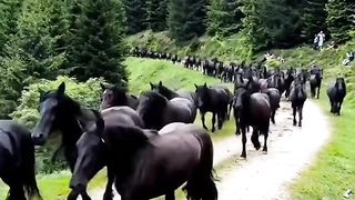 animals 9