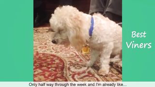 Essayez de ne pas rire ou sourire en regardant Funny Cat & Dog Vines