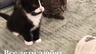 Funny animals 89