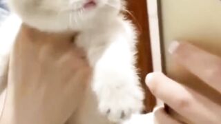 You cant never stop laughing - Funny Moments Of Cats #2