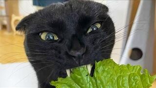Funny animals - Funny cats / dogs - Funny animal videos 296
