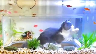 Mpus pengen main sama ikan