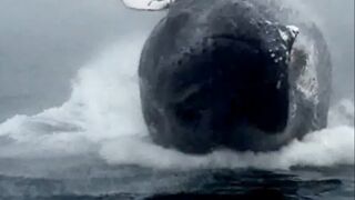 Whale of time. Super jump!!!!