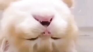Funny Video 1 2