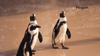 Cute penguin 2