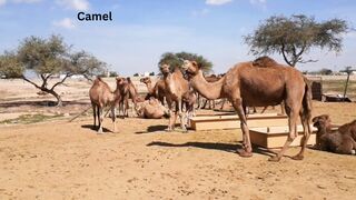 Camels in the desert