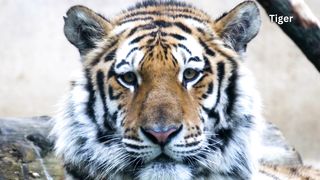 Hungry tiger