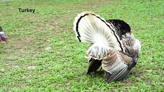 Beautiful turkey