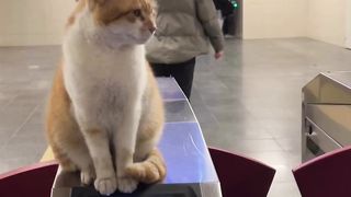 Cute Security in Istanbul