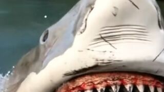 Ride on JAWS, a breathtaking sight.  Super.