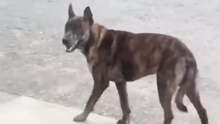 Funniest animals 2023 ???? Funniest Dogs and Cats ???????? | Part #08