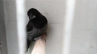 Beautiful Euro birds