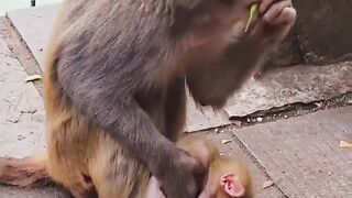 Monkey baby boy Dead body Monkey Short Video # Short
