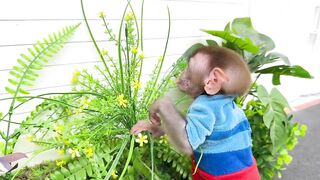Monkey Baby Bon Bon feeds baby with a bottle and plays with ducklings in the pool