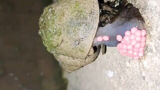 Snail giving eggs