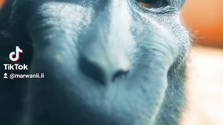 MONKEK RIZZ