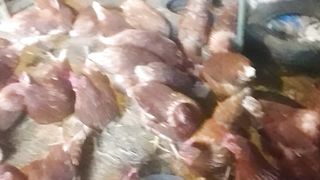 Chiken egg