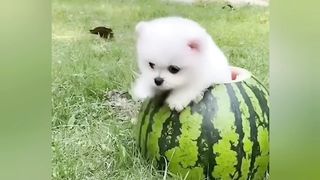 Cute dog moments Compilation