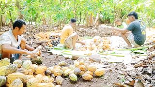 cocoa garden