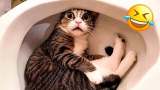 Funniest Animal Videos - Funny Cats invited to the Dog Party