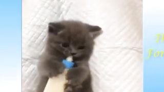 Funny cat video 22