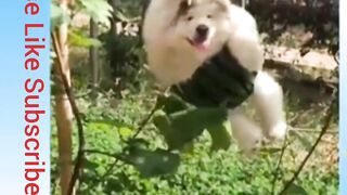 funny pets 6