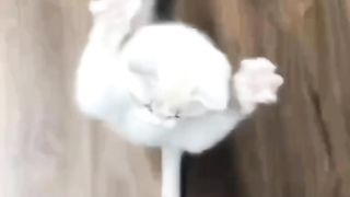 CuteCat #5