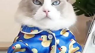 Les chats font de la nourriture 2022 « That Little Puff » Tiktok Compilation #16 2