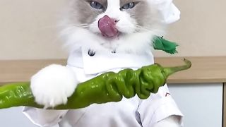 Cats make food 2022 "That Little Puff" Tiktok Compilation 2