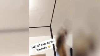 Vous riez, vous perdez ???? Les chats et les chiens les plus drôles ???????? Partie 14