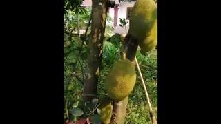 Experiment with organic farming items in the home garden