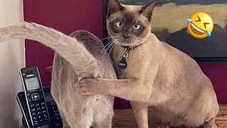 Funniest Animals Videos 2023 ???? Try Not To Laugh Funny Dogs And Cats 5