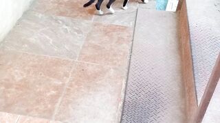 Sweet Stray Pet Cat
