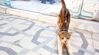 Its really sweet tabby cat