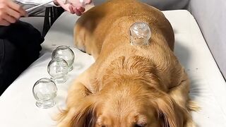 Crazy Pets ????????????