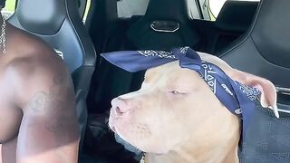 Funny Dog