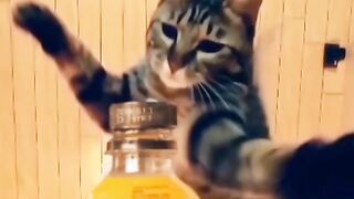 Naruto cats????????