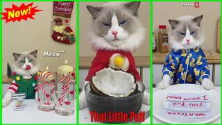 Cats Make Food 2022 ♥ That Little Puff Tiktok Compilation #58