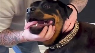 This dog’s reaction going to a chiropractor is hilarious ???? @Boneshands
