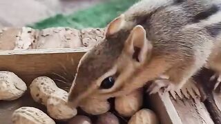 cute chipmunk trying to take as many peanuts as possible.