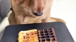 There are thousands of ways for dogs to play