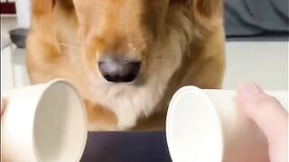 Funny cute dog video