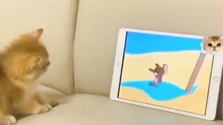 Funny cats viral video