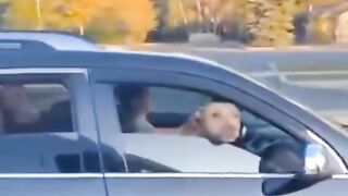 Funny animals