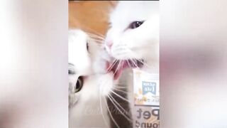 funny cats