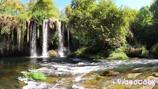 Waterfall forest
