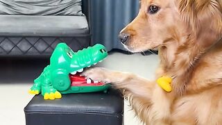 Cute funny dog video