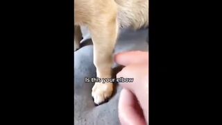 CAN YOU FINISH  THIS VIDEO WITHOUT LAUGHING?